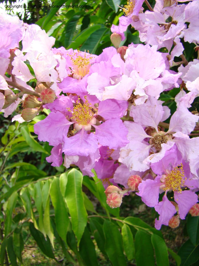 Lagerstroemia--Thailand. Queen Sirikit Arboretum, ca Khon Kaen. 11 Mch 08. 130.jpg
