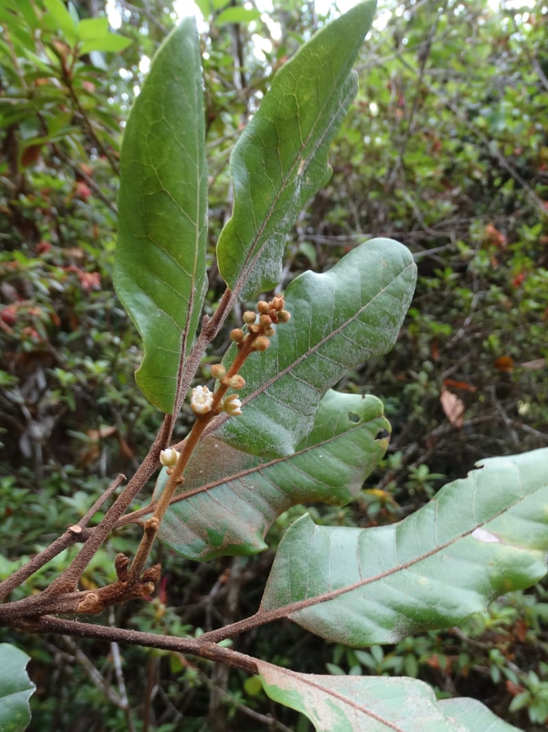 Storthocalyx sordidus, Callmander, M 1230--New Caledonia. Haute Robinson. 11 Nov. 2015. DSC00909 (63).JPG