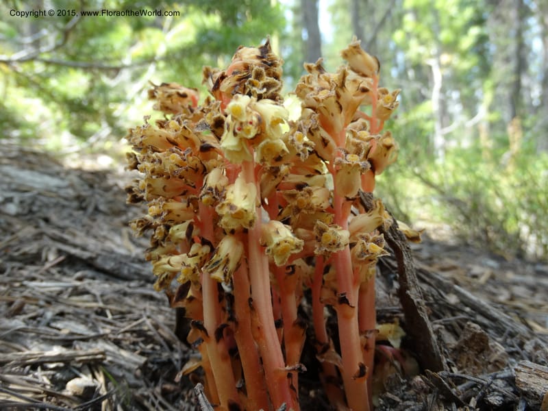 Monotropa hypopitys, Davidson, C 12626--ID. Idaho Co. S of Steamboat Summit. 5 Aug 2014. DSC00156 (144).JPG