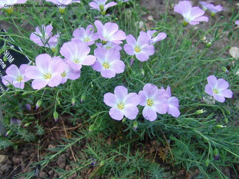 Linum perenne ssp alpinum--France. Nancy. Jard. Bot. Montet. 1 May 05. 282.jpg