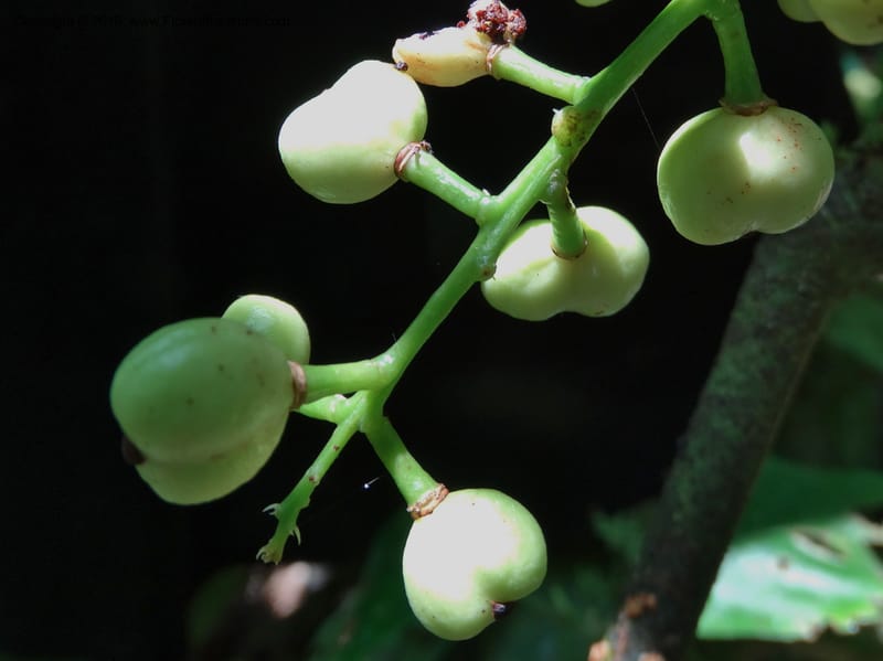 Lepisanthes, Buerki, S 348--Sabah. Danum Valley. 4 Oct 2014. DSC01741 (150).JPG