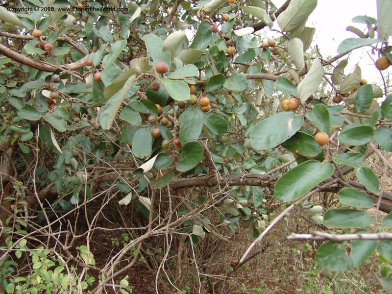 Grewia--Tanzania. Hwy B1, 25 km SE of Kifaru. 28 Jun 04. 217.jpg