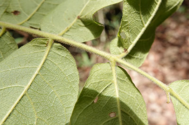 Engelhardia serrata, D. Boufford 44146--China. Yunnan. Along G213. 4 May 2018. DSC02084 (101).JPG