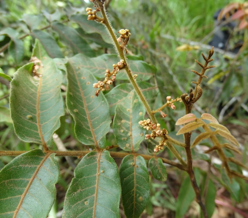 Alectryon vitiensis, Munzinger, J 7376--Fiji. Valeni Vill. 6 Nov 2015. DSC09910 (38).JPG
