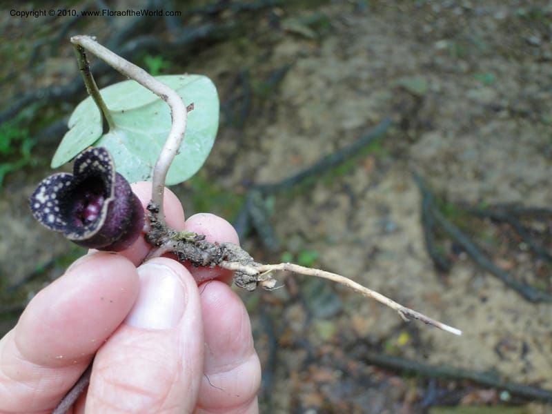 Hexastylis arifolium, Mori, S 27431, USA, North Carolina, Durham County, Duke Forest, Gate 26 New Hope Drainage, 24 May 2010 (4).JPG