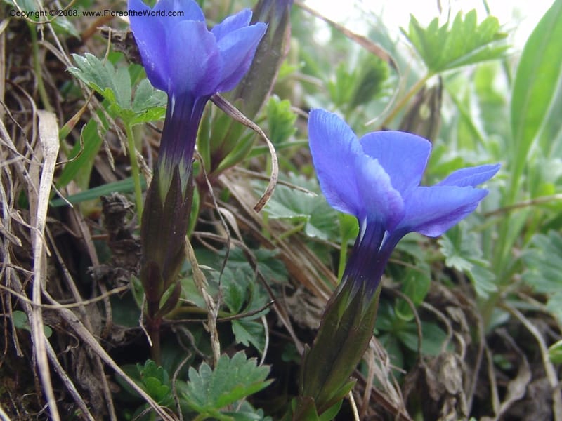 Gentiana angulosa--Georgia. Kazbeki . Trail-road to Sameba Church. 2 Jun 05. 496.jpg