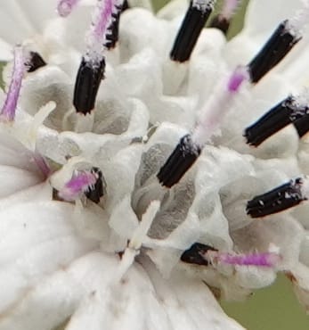 Blepharipappus scaber, C. Davidson 13761--Oregon. Wallowa Co. Zumwalt.Trail Cr. Rd. 4 Jun 2018. DSC04078 (436).JPG