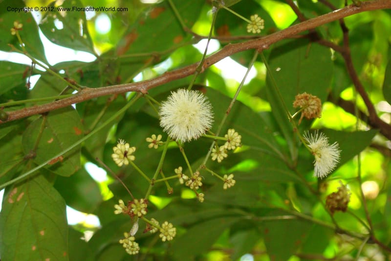 Archidendron, Regalado 1747--Viet Nam. Thua Thien Hue Prov. Phu Loc Distr. Bach Ma. 13 Apr 09. 323.jpg