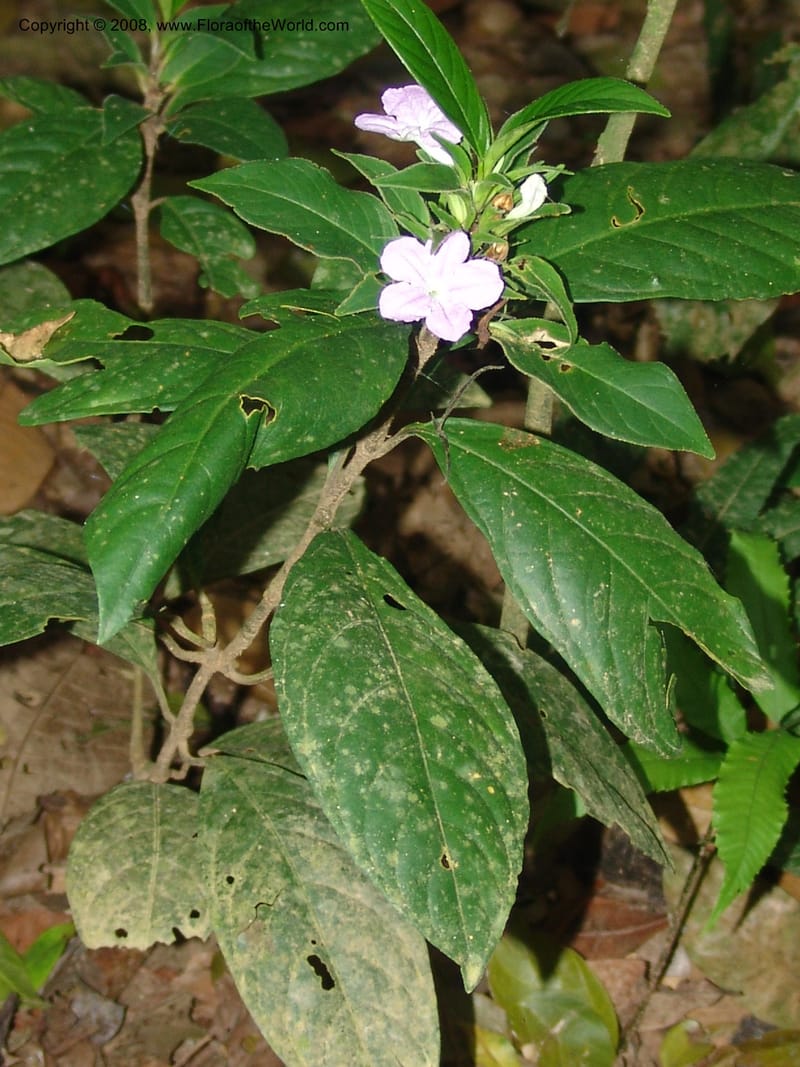 Ruellia yurimaguensis, AAraujo-M.1517A--Bolivia. Pq. Nac. Madidi. Laguna Chalalan. 26 Nov 04.011.jpg