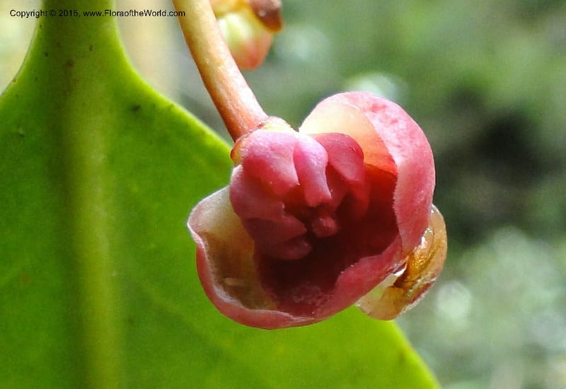Illicium, Regalado 1787--Viet Nam. Ban Khoang Commune. 4 May 2011. 278 (5).jpg