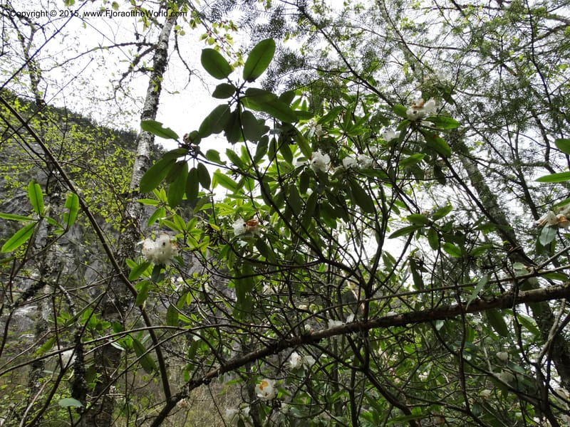 Rhododendron, Boufford, D 43643--China. Sichuan. XiaYingShan to XiangZhai. 10 May 2014. DSC05109 (142).JPG