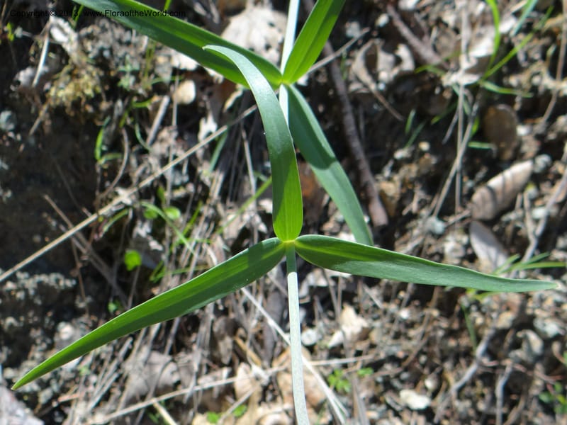 Fritillaria atropurpurea, Davidson, C 12131--USA, California, Nevada Co. 19 Apr 2013  0079 (20).JPG