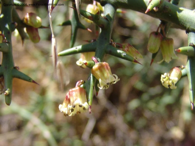 Colletia spinosissima--Peru. Pisaq. 22 Oct 07. 019.jpg
