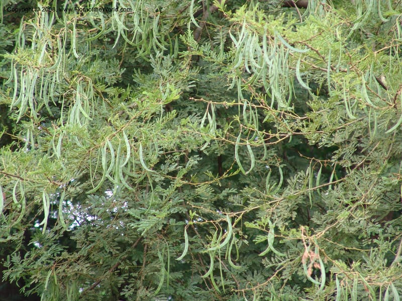 Acacia --Tanzania. Hwy B1, 1 km S of jct twd Tanga. 28 Jun 04. 002.jpg
