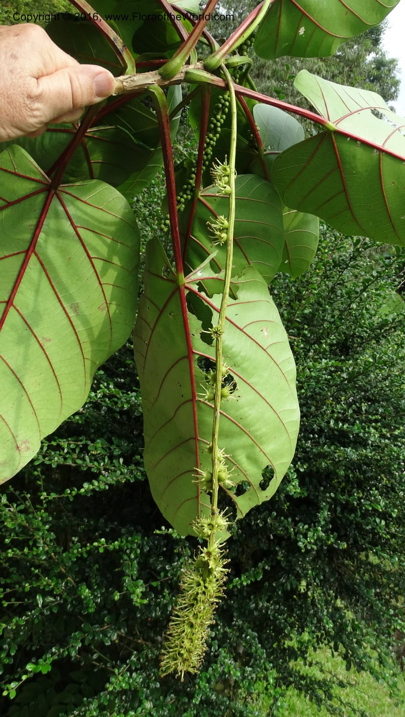Octomeles sumatrana, Davidson, C 12682--Sabah. Danum Valley. 4 Oct 2014. DSC01741 (365).JPG