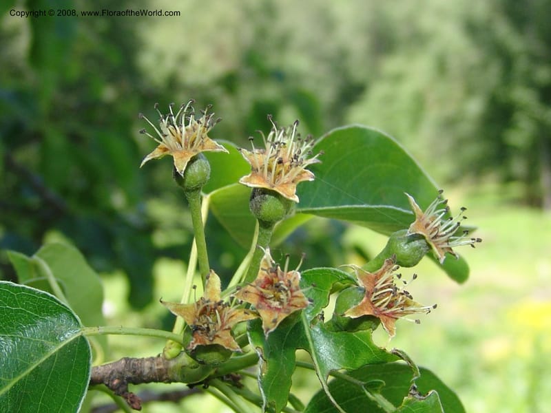 Pyrus caucasica--Georgia. 2 km S of Bakuriani, rd to Khrats'koros. 6 Jun 05. 399.jpg