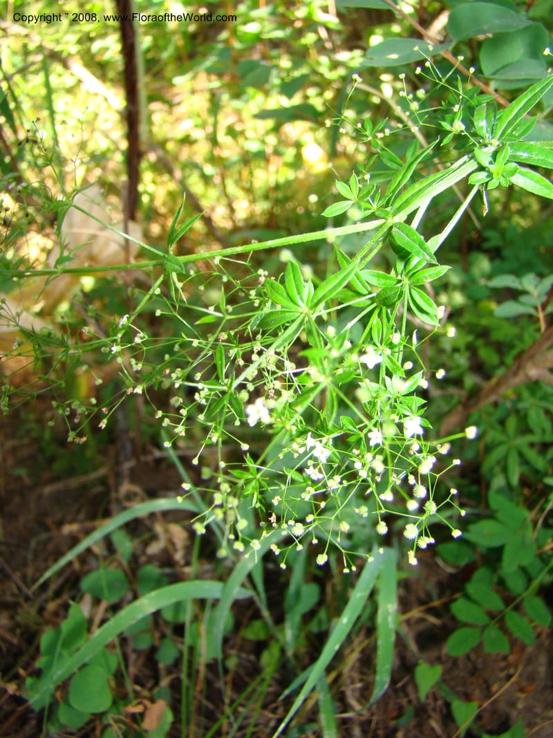 Galium asperrimum, CDavidson11269--ID. Valley Co. Sylvan Beach, Payette Lake. 24 Aug 08. 113.jpg