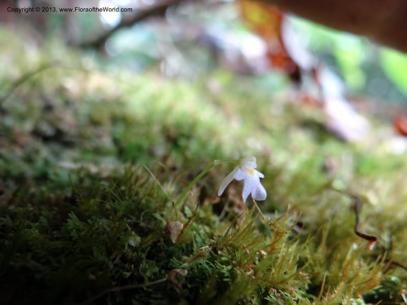Utricularia, VC 5533--Thailand. Chiang Mai Prov. Doi Pha Hom Pok Nat. Park. 10 Nov 2012. DSC08349 (156).JPG