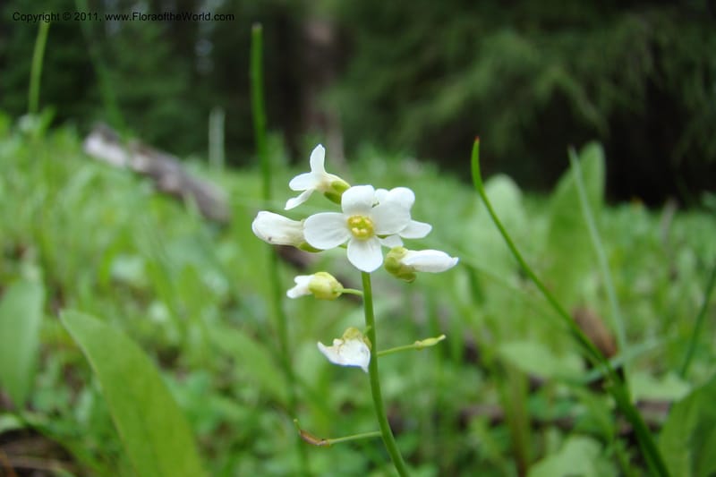 Thlaspi fendleri, C. Davidson 11425--Idaho. Adams Co. Smokey Boulder Rd. 6 June 2009. 146.jpg
