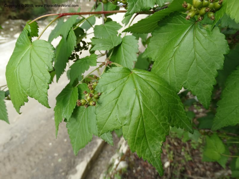 Ribes, Boufford, D 43667--China. Sichuan. GuoBaYan, HanBaiYu Shan. 12 May 2014. DSC05373 (237).JPG