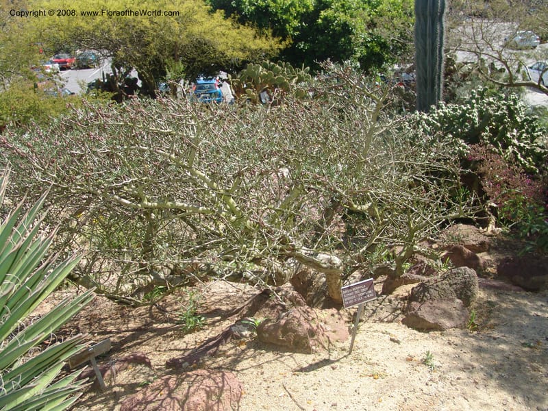 Bursera microphylla--CA. Quail Botanical Garden. 9 Apr 05. 108.jpg
