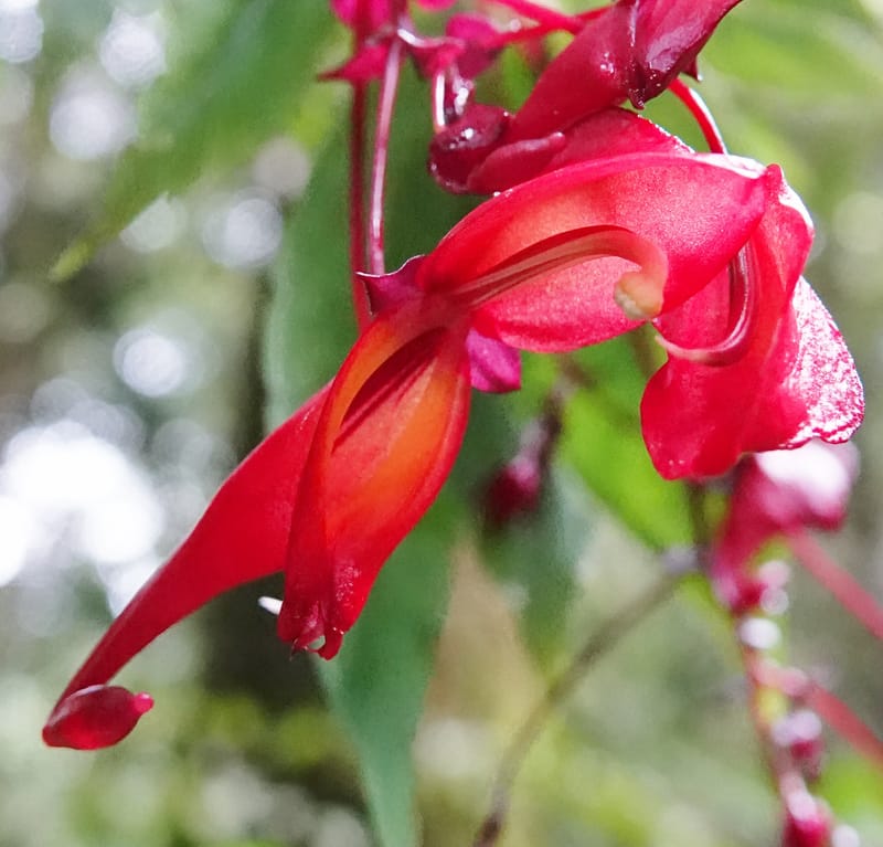 Impatiens, C. Davidson 13908--Gabon. M de C. Sent. Andok. 28 Oct 2018. DSC09339 (341).JPG