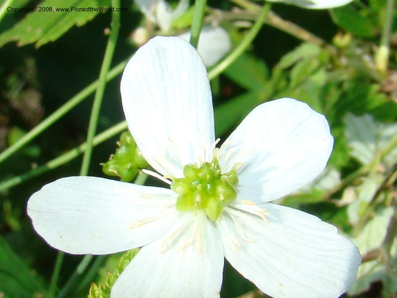 Ranunculus aconitifolius, CDavidson11256--Slovenia. Gorenska Reg. Velika Planina. 6 Jul 08. 175.jpg