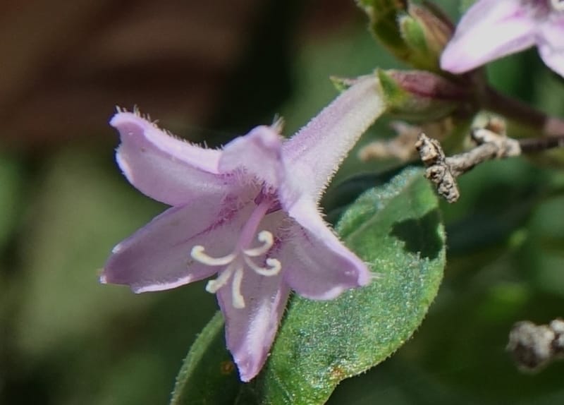 Leptodermis pilosa var. pilosa, D. Boufford 43996--China. Sichuan. Yibailingba-gou. 12 Aug 2017. DSC04660 (515).JPG
