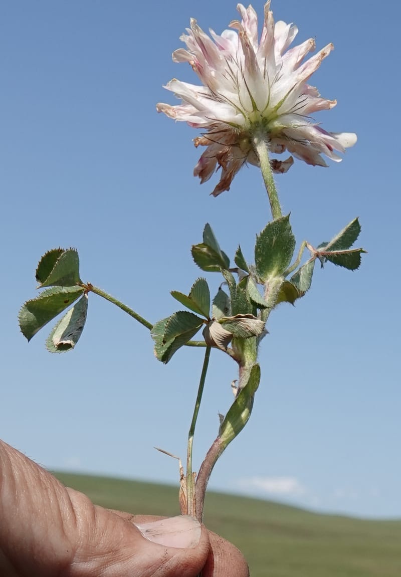 Trifolium macrocephalum, C. Davidson 13789--Oregon. Wallowa Co. Upper Camp Creek Canyon. 5 Jun 2018. DSC05225 (27).JPG