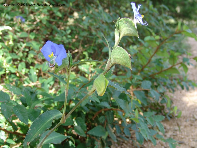 Tradescantia--TX. Johnson Wildflower Center. 13 Jun 04. 012.jpg