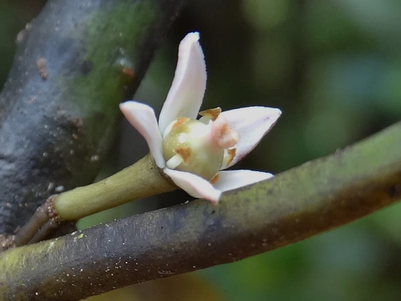 Phelline, Callmander, M 1238--New Caledonia. Mont Dzumac. 12 Nov 2015. DSC01563 (215).JPG