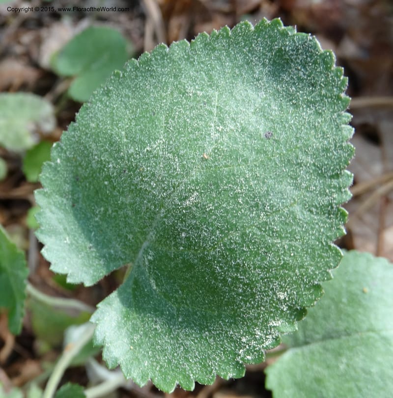 Packera serpenticola, Davidson, C 12974--No. Carolina. Clay Co. Buck Cr. 13 May 2015. DSC04619 (51).JPG