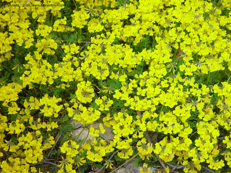 Coronilla--Italy. Abruzzo. Eremi di San Bartolome. 10 May 02. 014.jpg