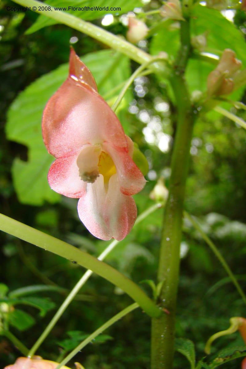 Impatiens austrotanzanica, WKindeketa2975--Tanz. Rungwe Distr. Rungwe For. Res. 24 Jan 08. 065.jpg