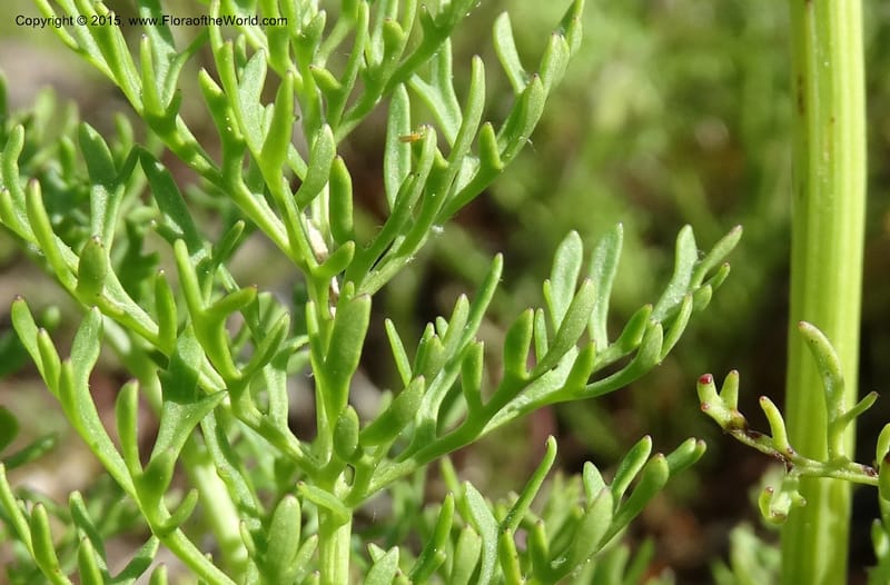 Packera millefolium, Davidson, C 13000--North Carolina. Macon Co. Slick Rock. 14 May 2015. DSC05505 (54).JPG