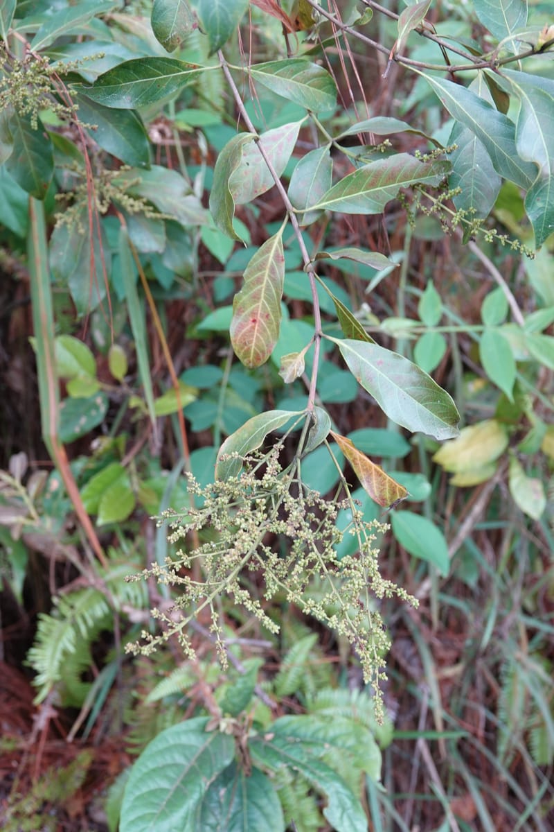 Wendlandia ligustrina, D. Boufford 44129--China. Yunnan. Meizi Lake Park. 3 May 2018. DSC01424 (214).JPG
