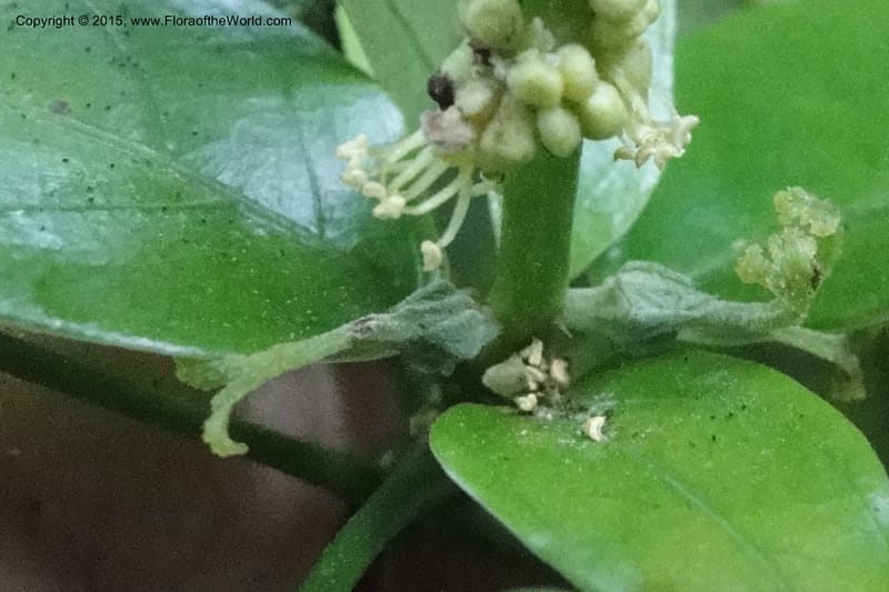 Cleidion, Regalado 1838--Viet Nam. Bach Maa. 9 May 2011. 058 (13).jpg