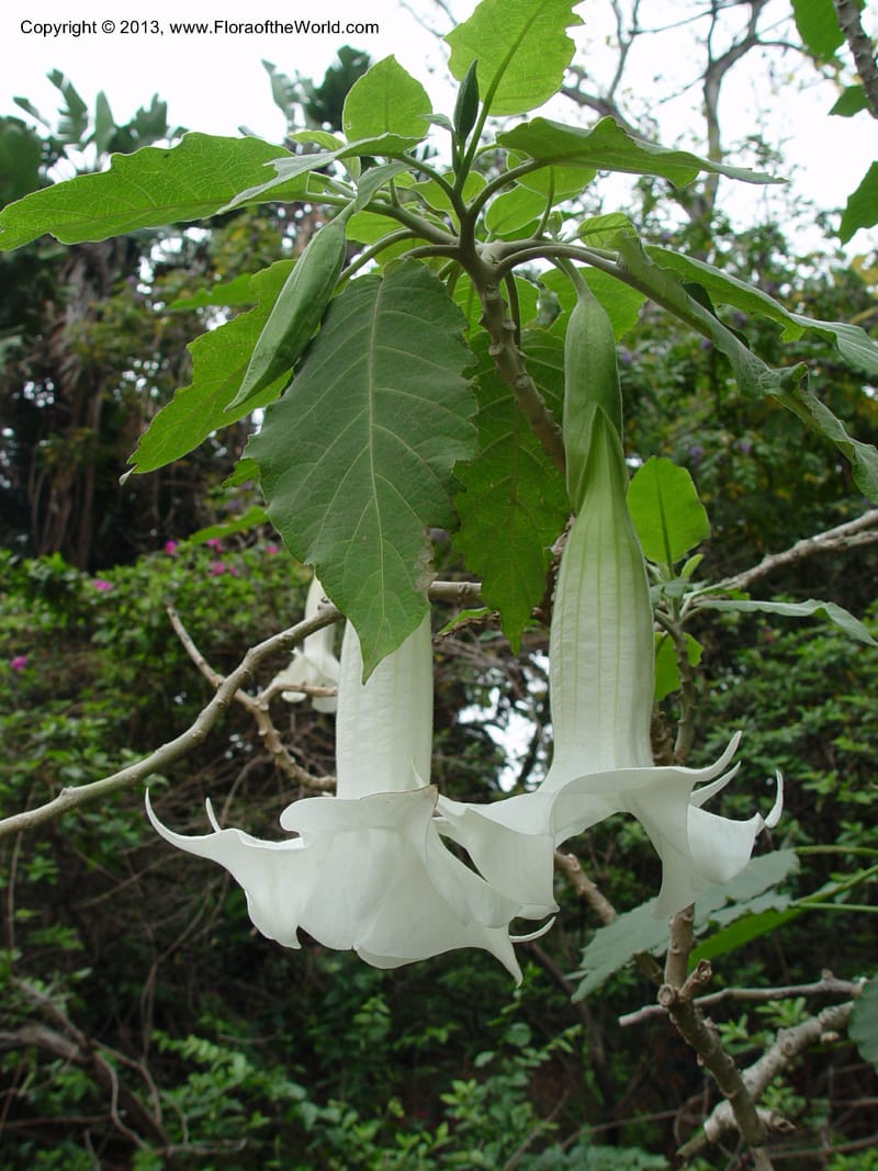Brugmansia--So Afr. Durban Bot. Gard. 3 Oct 03. 021.jpg
