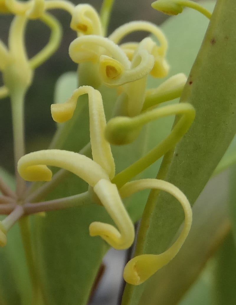 Stenocarpus umbellifer, Callmander, M 1251--New Caledonia. Col d'Arama. 16 Nov 2015. DSC02942 (24).JPG
