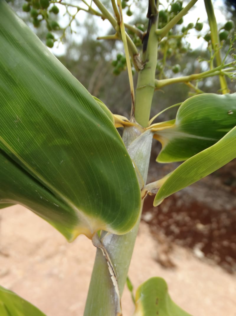 Flagellaria, Callmander, M. 1254--New Caledonia. Tiebaghi. 17 Nov 2015. DSC03437 (142).JPG