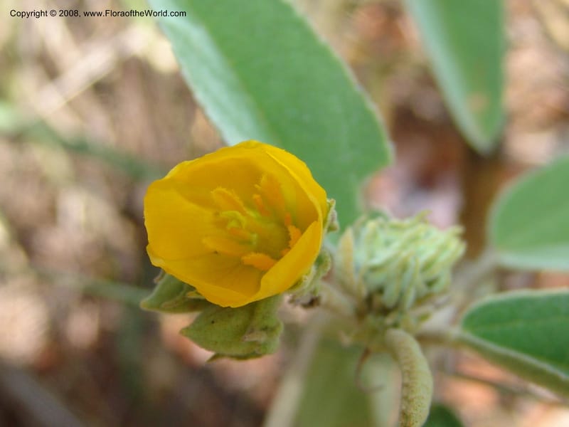 Melhania acuminata--So.Africa. Mpumal. twd Rietfontein. 16 Mch 05. 425.jpg