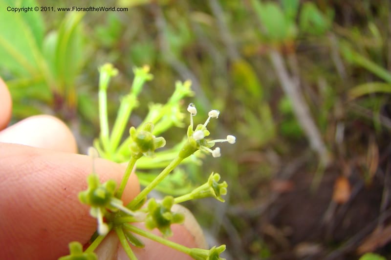 Myodocarpus, P. Lowry 7188--New Caledonia. Plaine des Lacs. NW of Grand Lac. 21 Jan 2010. 293 (166).jpg