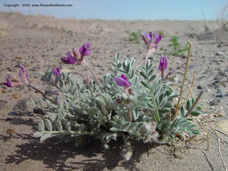 Astragalus purshii--ID. Owyhee Co. Bruneau Dunes St. Park. 20 Apr 03. 012.jpg