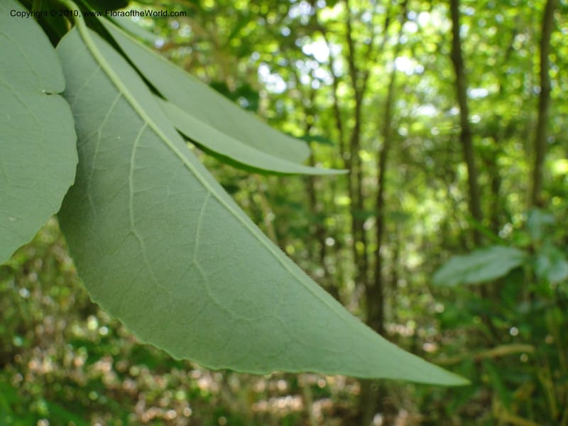 Symplocos tinctoria, Mori, S 27399, USA, North Carolina, Johnson Co., Hwy 50, 3 km SE of Benson, 21 May 2010 (24).JPG