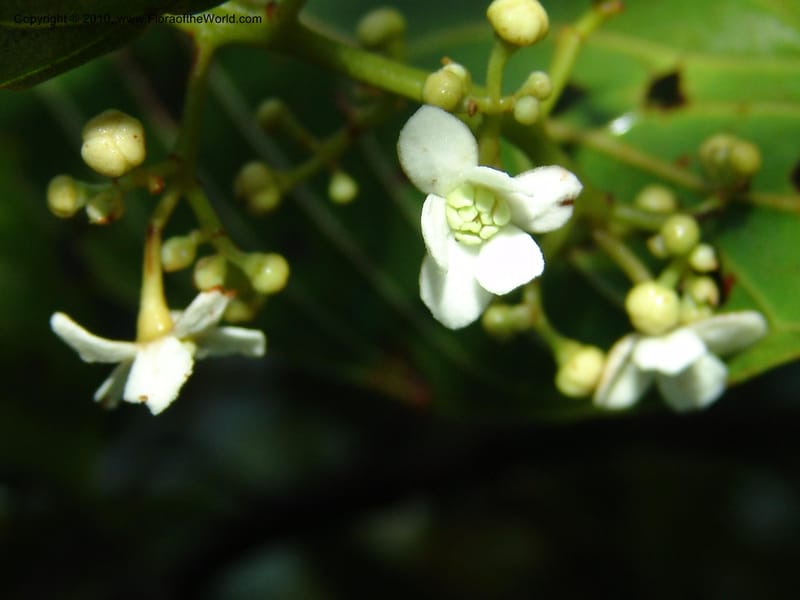 Nectandra, Croat 95965--Ecuador. Edo. Pichincha. Bosque Nublado Sta. Lucia. 14 Mar 06. 005 (6).jpg