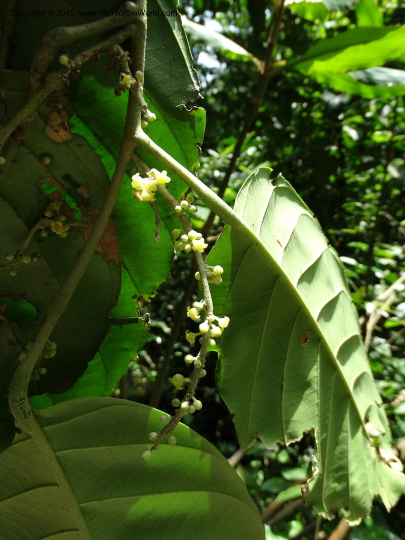 Octoknema, Davidson, C 12386--Cameroon. Bakengili Trail, Mt. Cameroon. 24 Mar 2014. DSC03587 (237).JPG