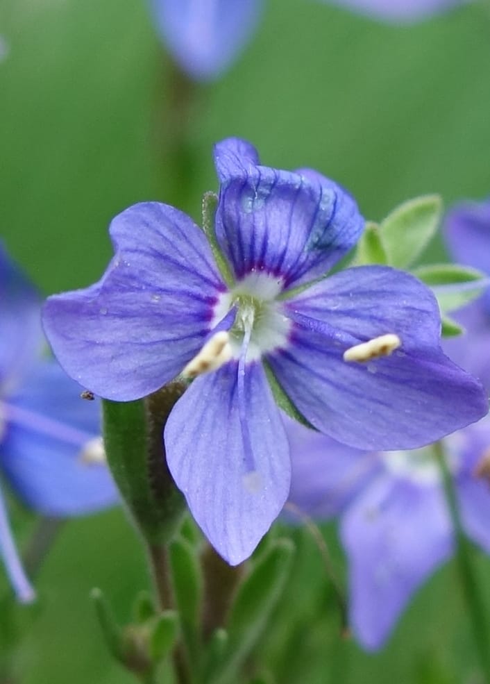Veronica fruticans, Davidson, C 13254--Switzerland. Oberwald. Chapel St. Nikolas. 2 Jul 2016. DSC07728 (455).JPG