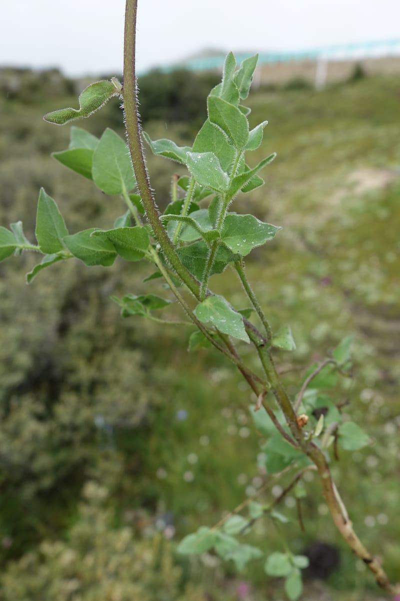 Codonopsis, C. Davidson 13788--China. Sichuan. Daocheng Xian. 14 Aug 2017. DSC05676 (84).JPG