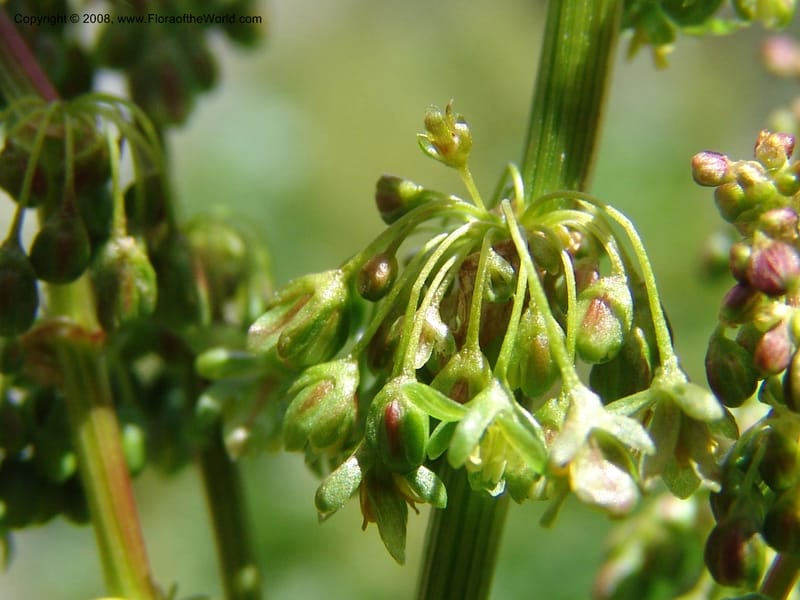 Rumex alpina--Georgia. Kazbegi region. Kora Gorge. 3 Jun 05. 029.jpg