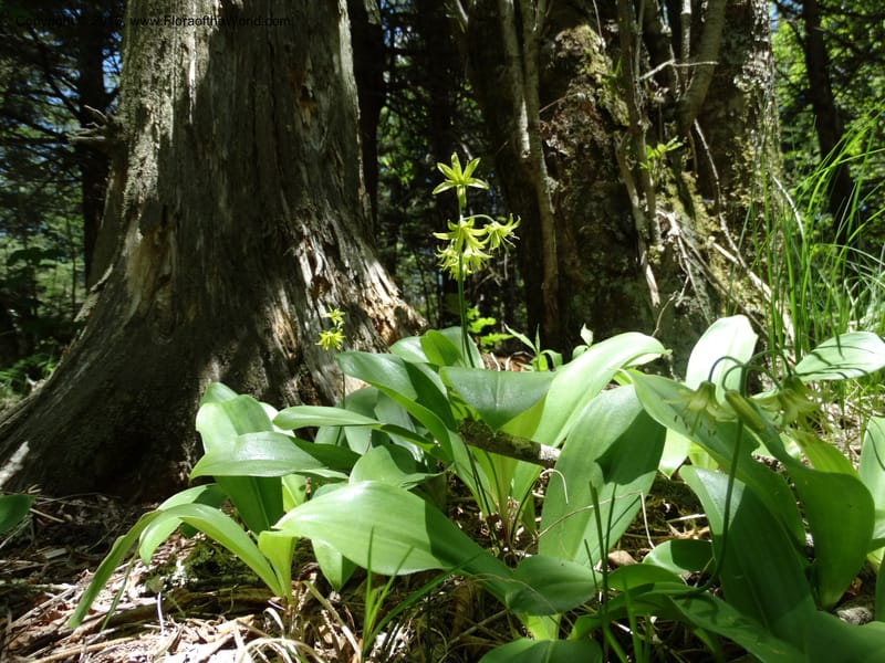 Clintonia borealis, Davidson, C 13070--North Carolina. Trans. Co. Devils Courthhouse. 21 May 2015. DSC07059 (19).JPG
